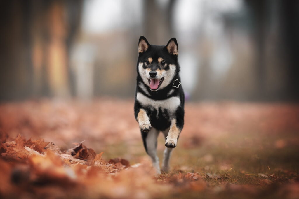 【獣医師監修】黒豆柴ってどんな犬？黒い豆柴の特徴と性格、価格相場や飼い方まで解説
