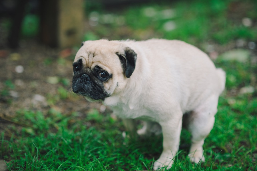 犬が視線を飼い主に向ける3つのシチュエーション