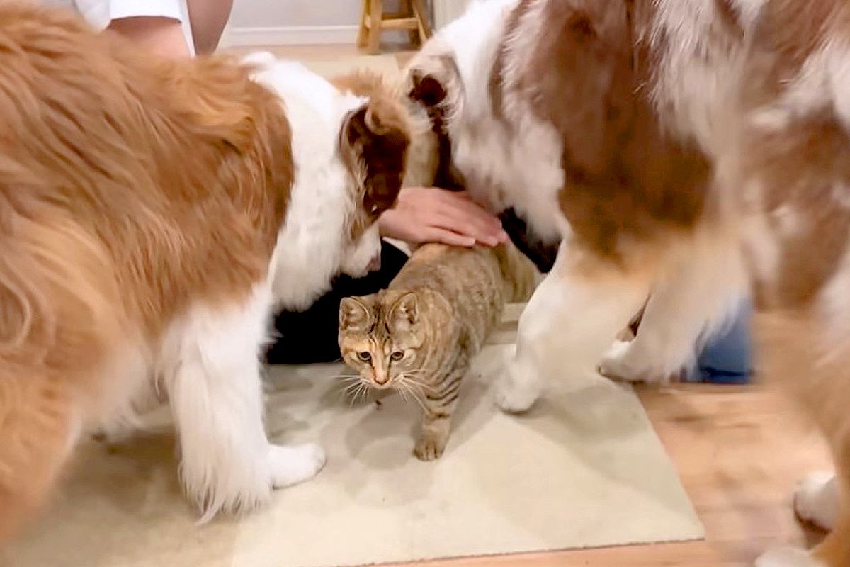 犬に『大好き！』と舐められまくる猫→限界を迎えてしまい…あまりにも可愛い『反撃方法』が11万再生「好きが止まらないｗ」「天使しかいない」