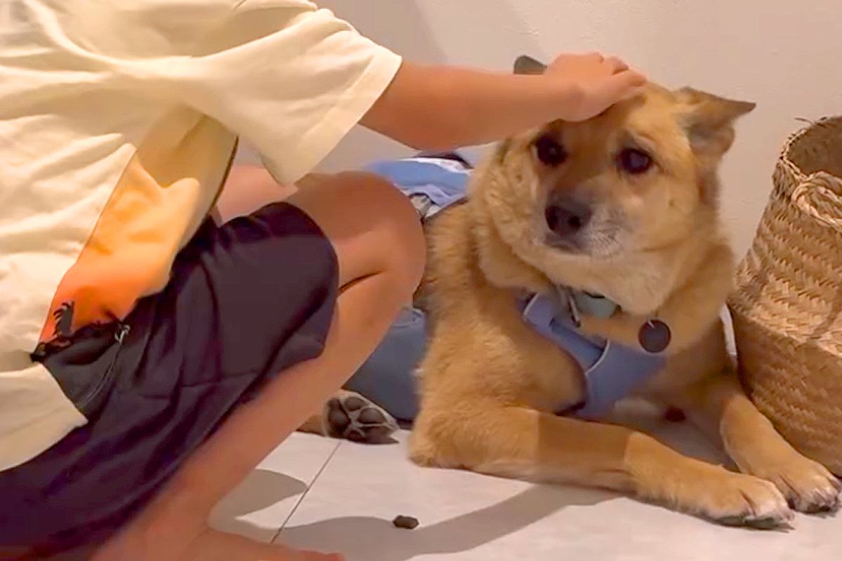 保護犬を飼って初日→『不安で仕方がない顔』をしていて…1年が経過した『現在の光景』が泣けると183万再生「愛されてる証」「表情が全然違う」