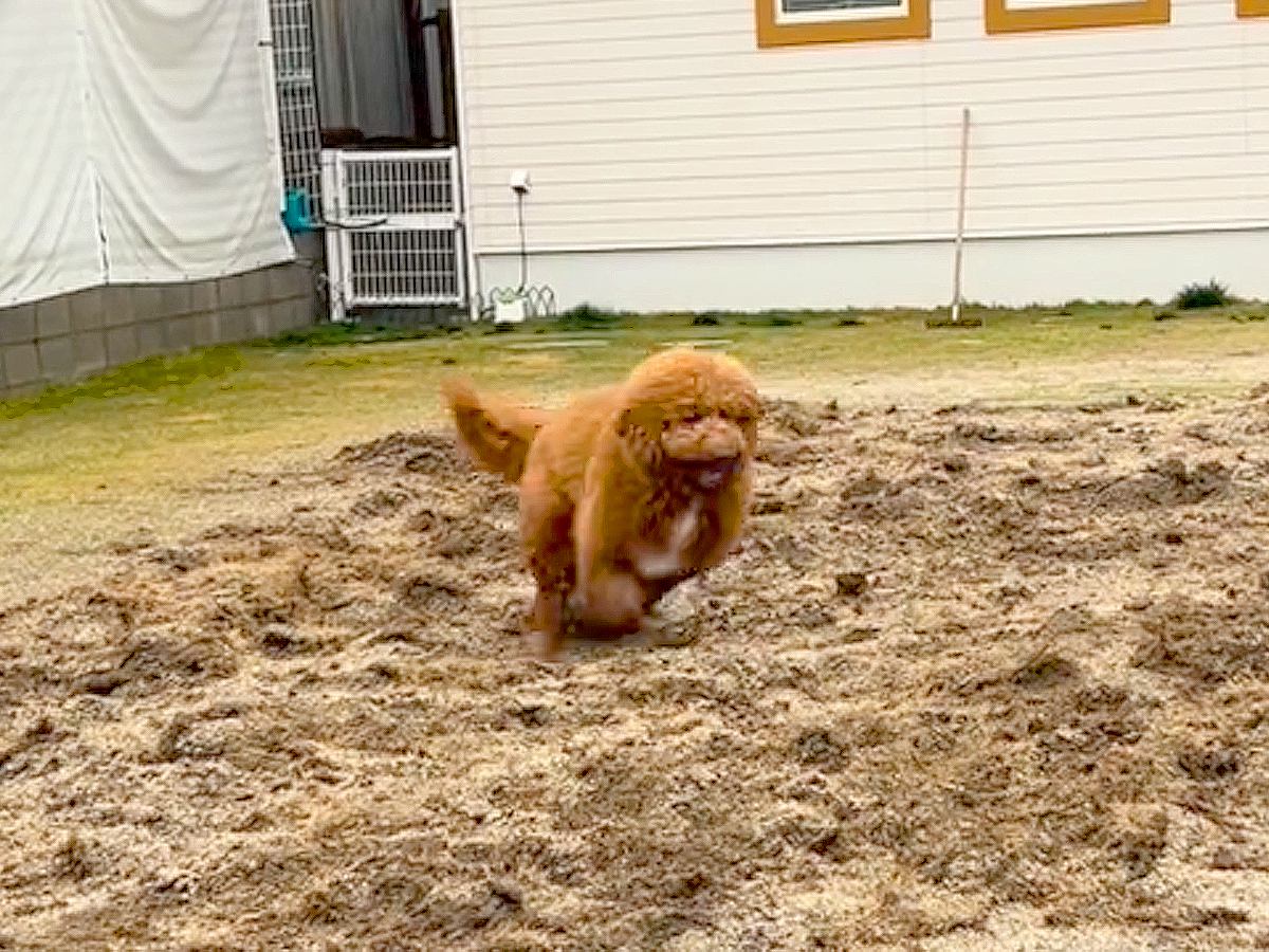 庭の芝生を張り替えていたら…まさかの『犬の暴走』による大惨事が14万再生「耕してて草」「なかなかの仕上がりになってるｗ」と爆笑の声