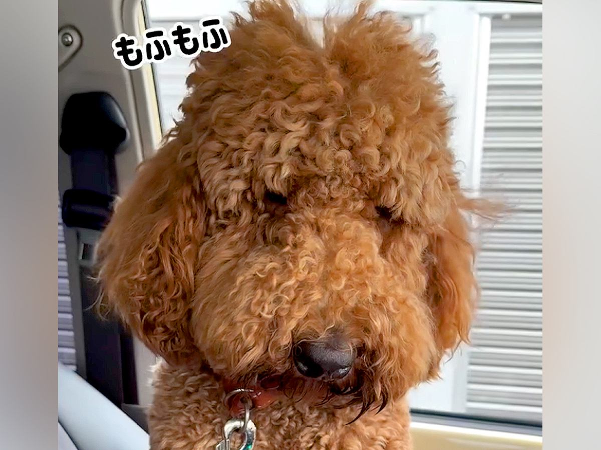 『え、どなた？』モフモフの大型犬がトリミングに行ったら…衝撃の『完全に別犬なビフォーアフター』が56万再生「本当に同じ子？」「お上品ｗ」