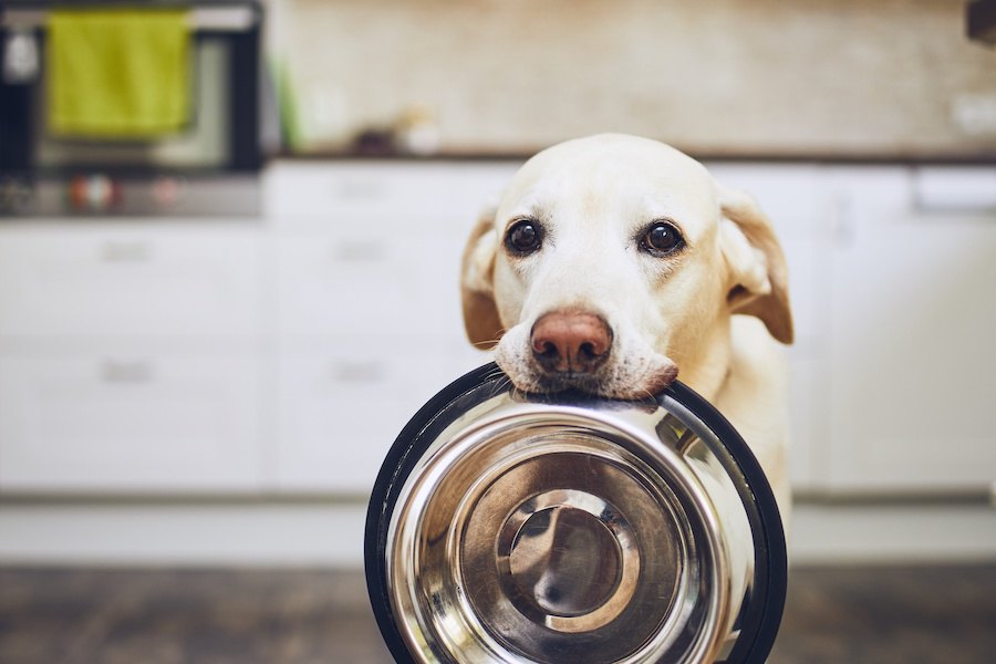 愛犬がごはん前に『おねだり吠え』をやめない時の対処法