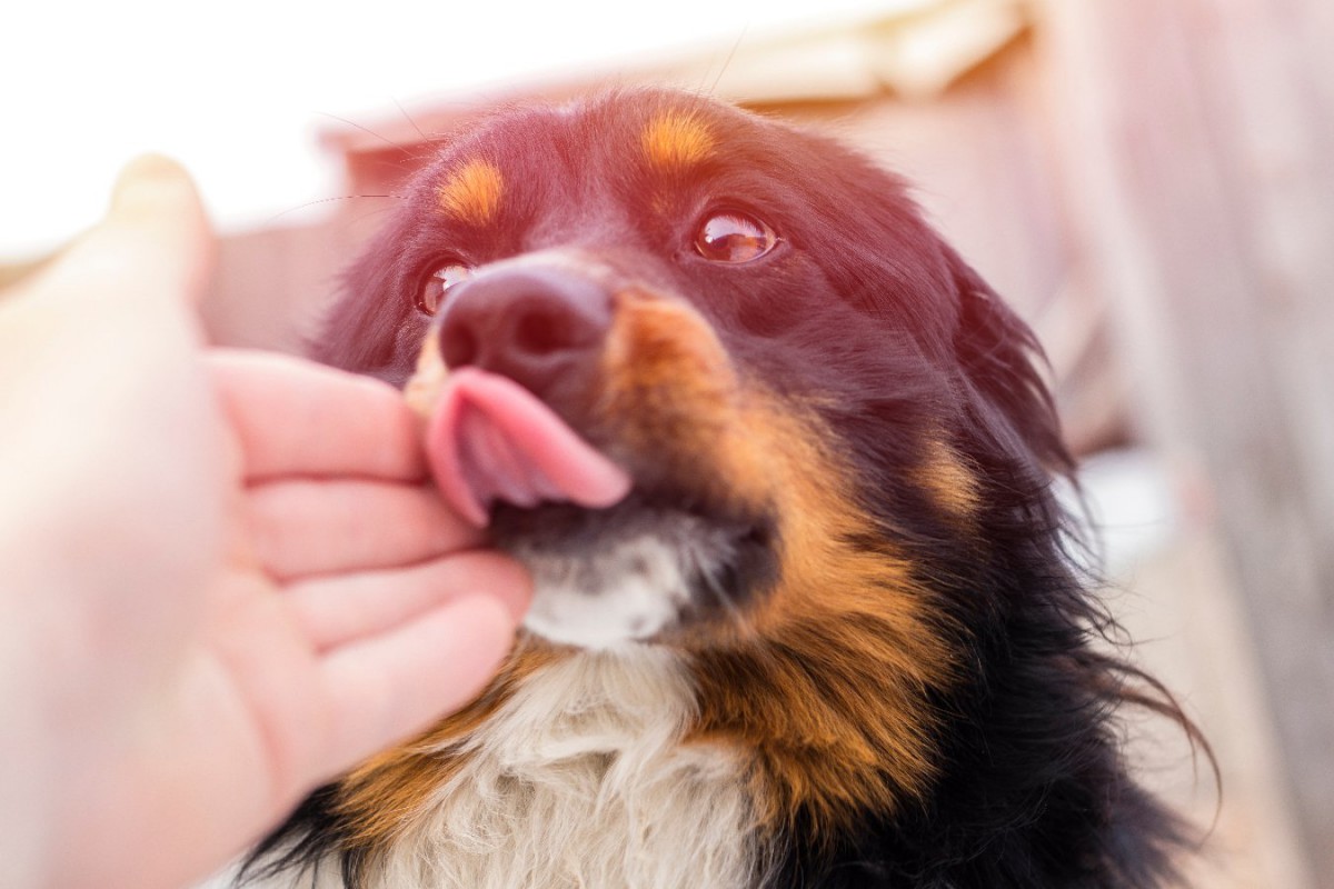 なぜ？犬が飼い主の手をペロペロ舐める時の心理5選