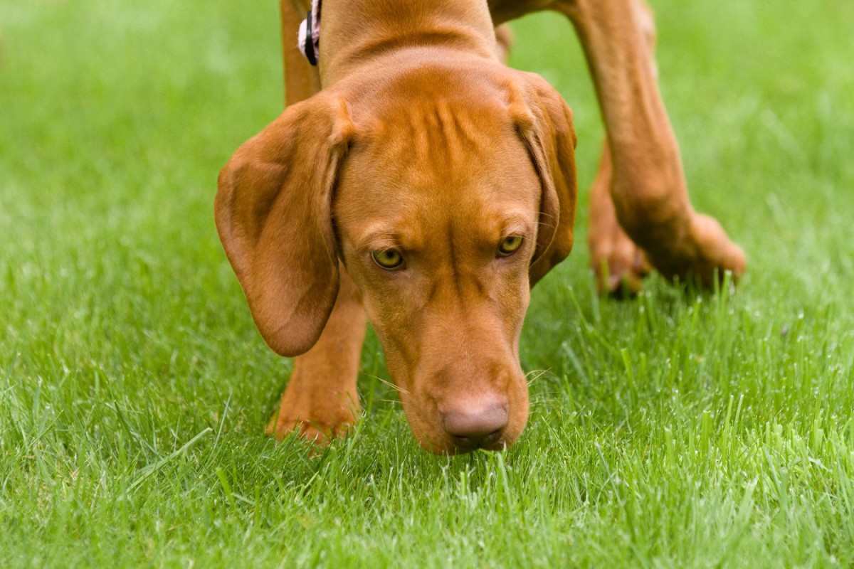 犬が散歩中に雑草を食べるのはなぜ？やめさせるべき？その理由や潜む危険性までを徹底解説