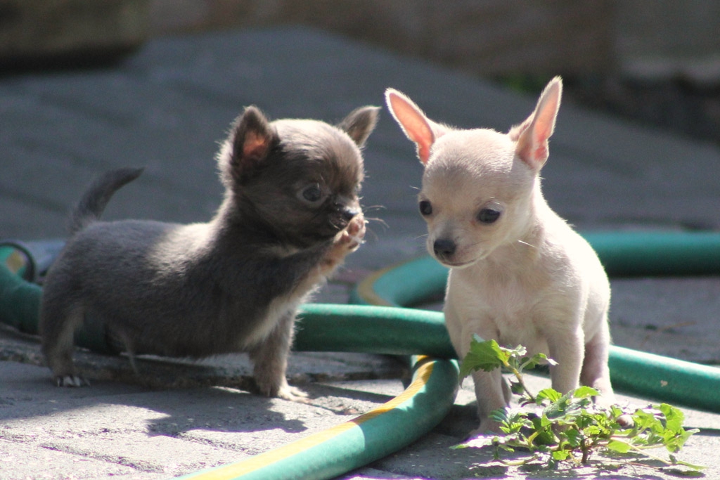 犬の性格まで分かっちゃう？様々なわんちゃん同士のあいさつ