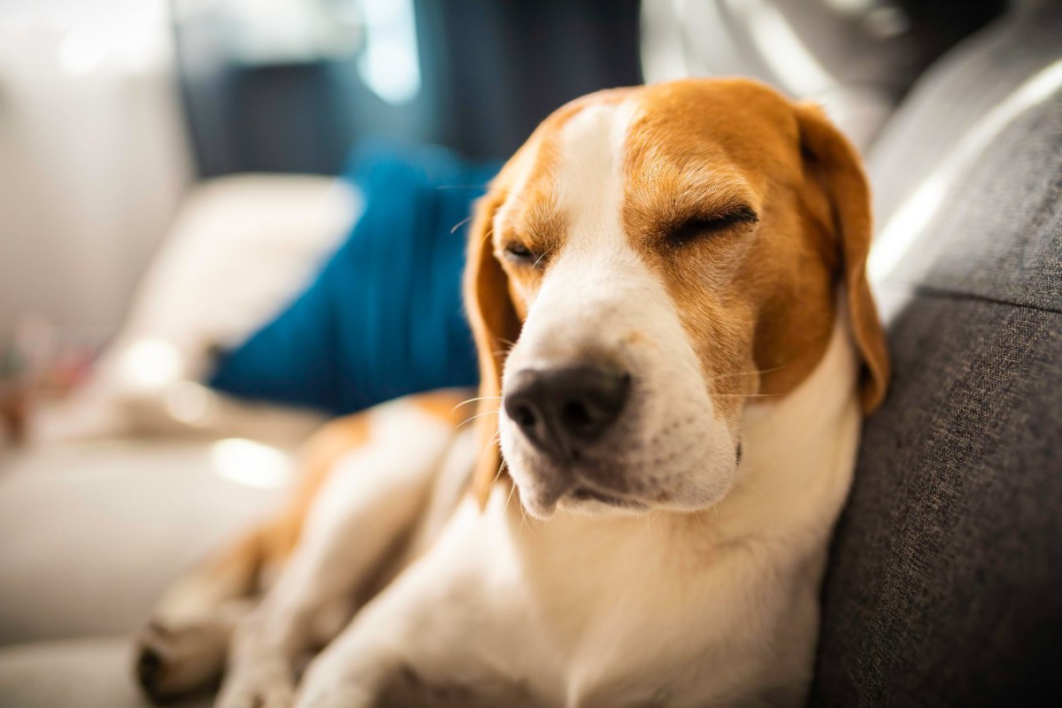 犬が『眠いのを我慢している時』にする仕草や行動3つ♡