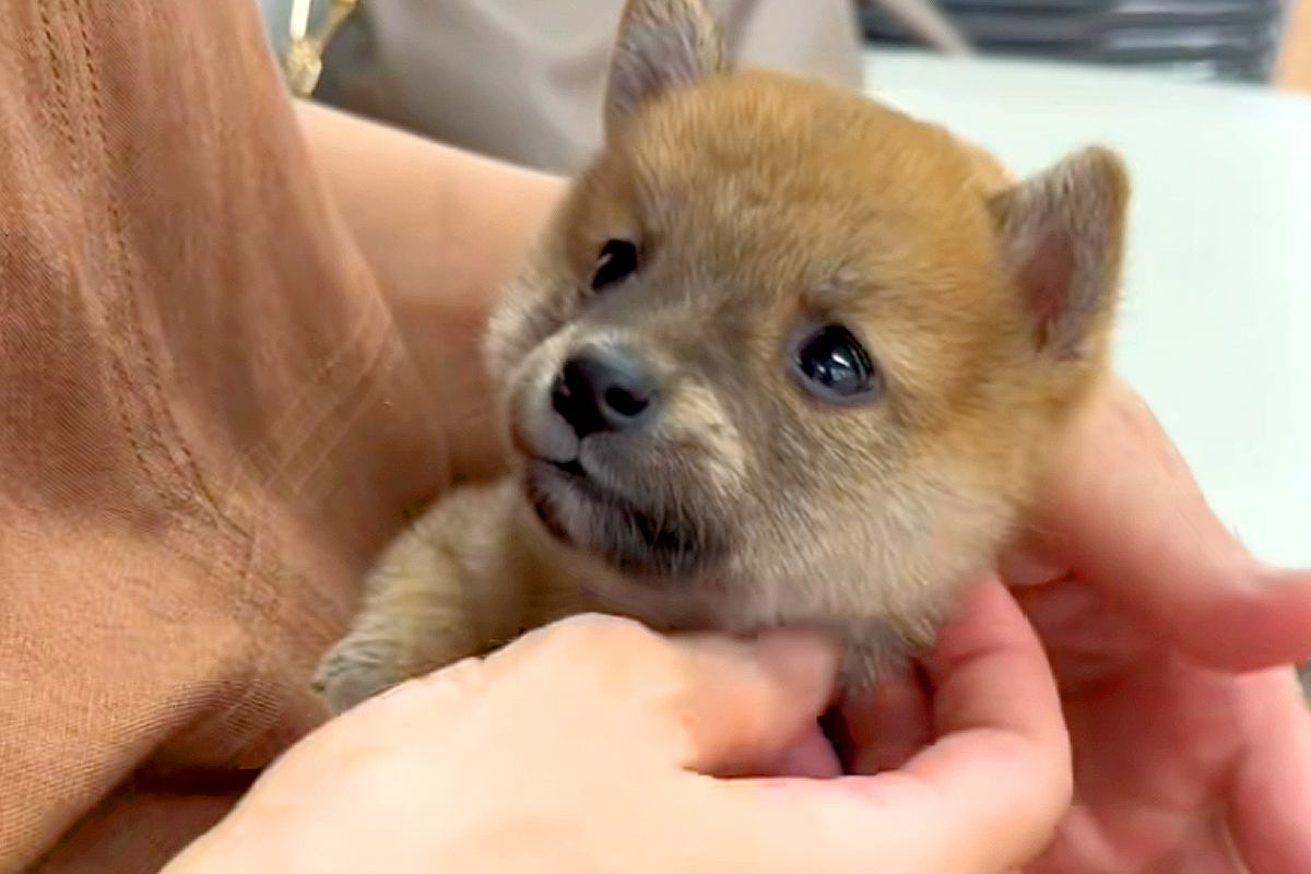 犬が苦手な母親に『子犬を飼った』と伝えたら、否定的で…会わせてみた結果→まさかの『態度の豹変』が18万再生「抱っこしたら最後」「思う壺」
