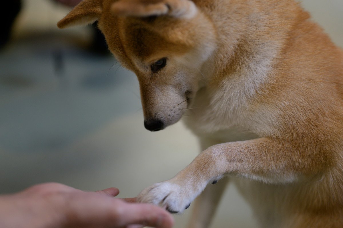 犬がやる気を失くす飼い主の行動5つ　愛犬に配慮するべき絶対にやってはいけない行為とは