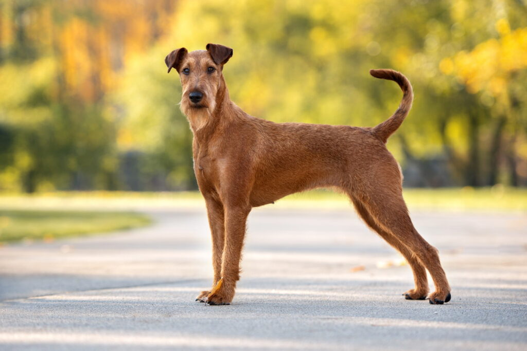 【獣医師監修】アイリッシュ・テリアってどんな犬種？特徴と性格や飼い方・価格相場まで解説