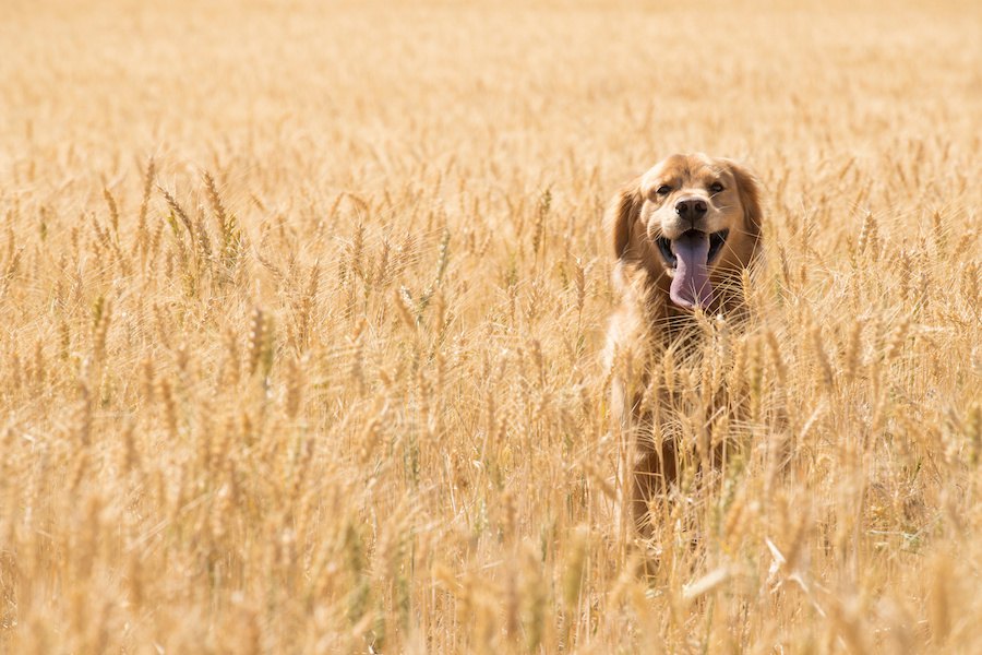 犬に小麦粉を与えてはいけない？小麦についてやその理由を解説