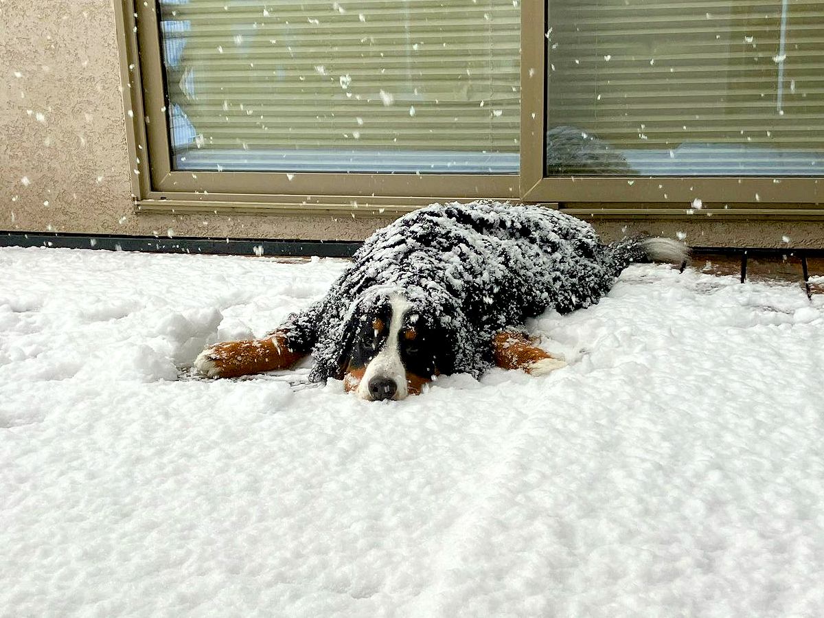 『大型犬が家に帰ってこない』と思ったら…季節限定で見られる『まさかの光景』に2万いいね「埋もれてて草」「なんか美味しそうｗ」と絶賛