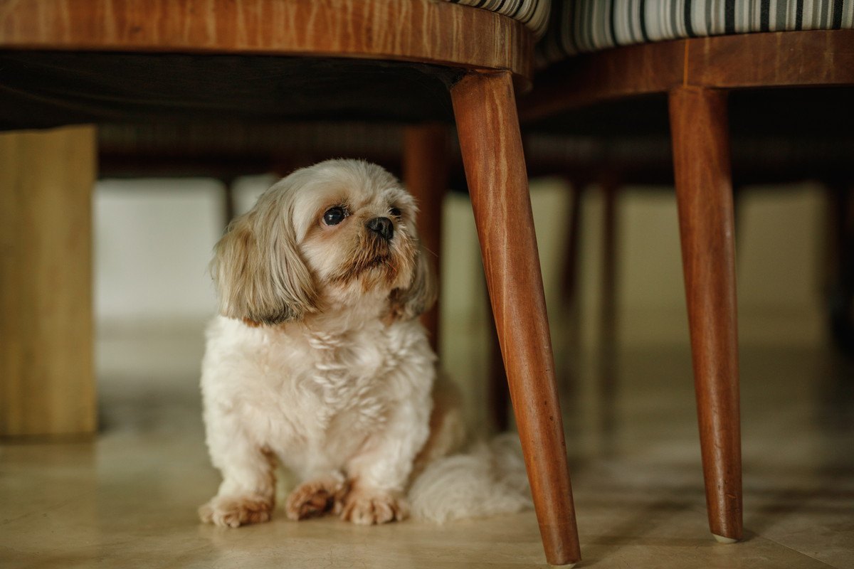 犬が『何かを隠している』時に見せる4つの行動