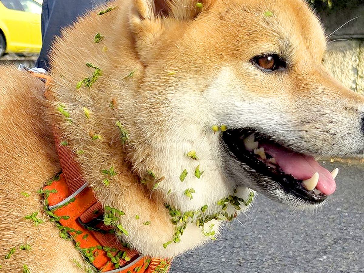 『やってしまった！』散歩をしていたら、犬が…飼い主にも起こった『まさかの悲劇』が206万再生「こりゃ大変」「写真でも叫んだｗ」共感の声も