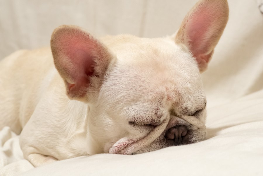 犬の睡眠時間ってどのくらい？寝不足になっている時の症状は？