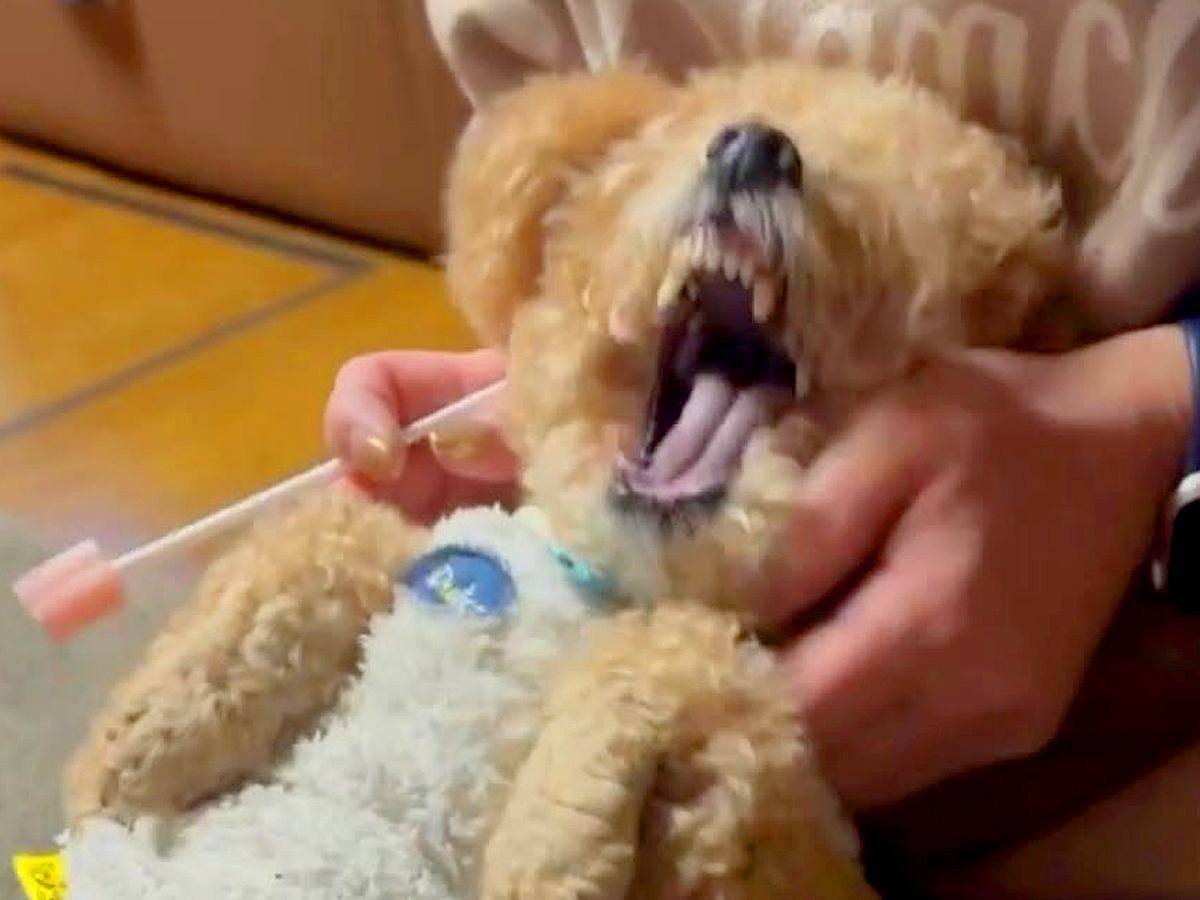 歯磨きが大嫌いな犬→お母さんが膝に乗せたら…ブチギレながら文句を言う『愉快な攻防戦』が29万再生「頑張れー！ｗ」「ぬいぐるみが怒ってる」