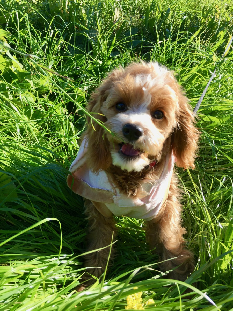 愛犬と外で遊ぶときに気を付けたい4つのこと