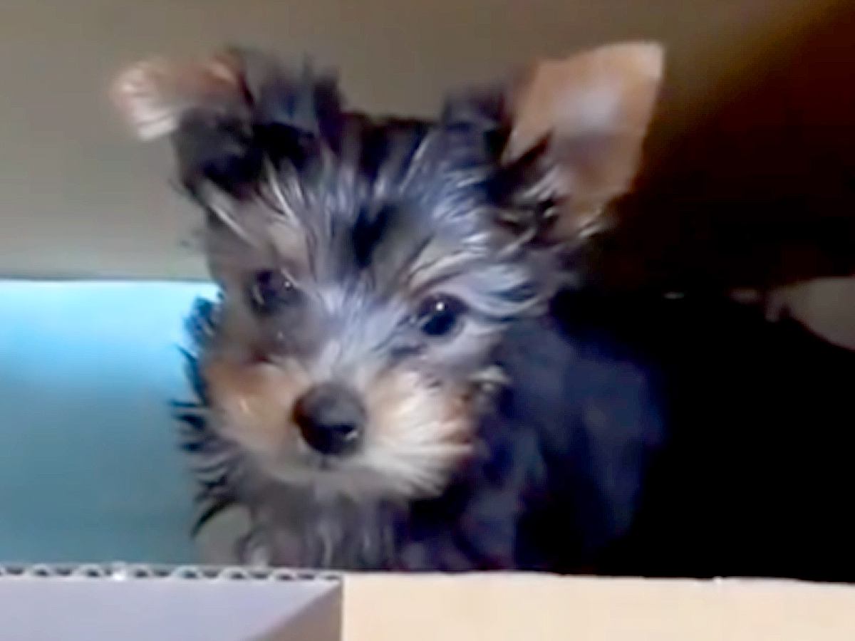 『真っ黒で小さな赤ちゃん犬を飼った』と思っていたら…同じ犬とは思えない『劇的なビフォーアフター』に驚き「全く違う」「かわいい」と反響