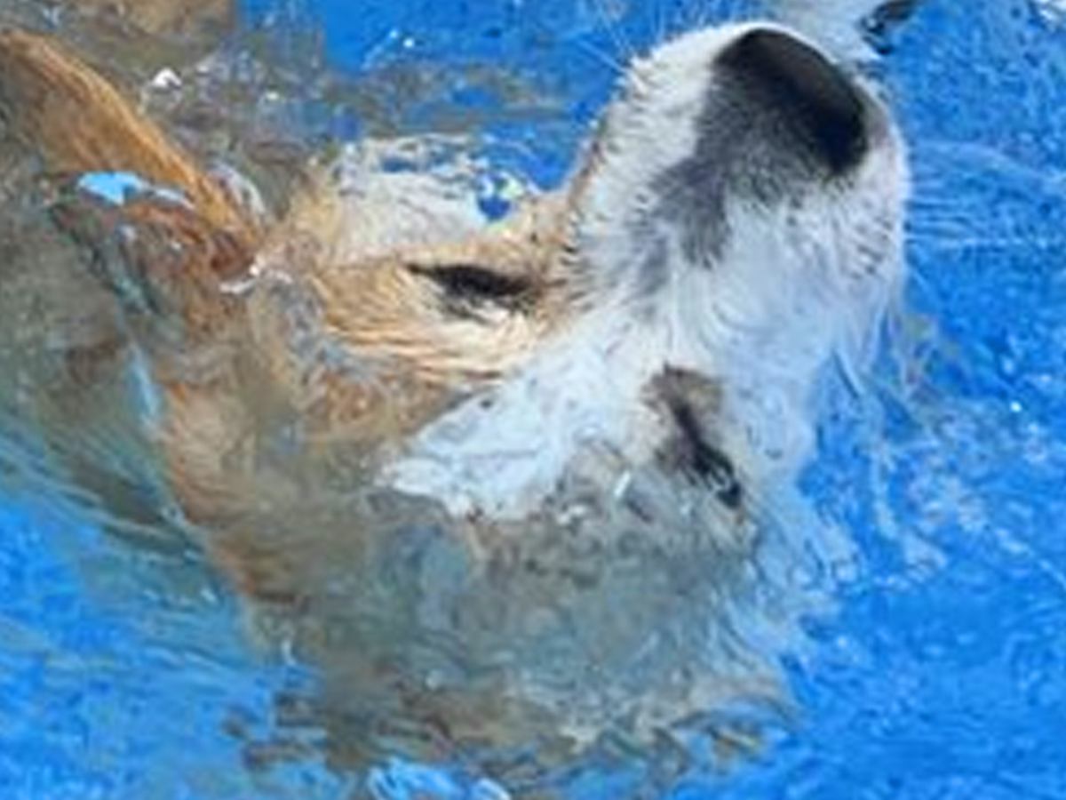 プールに入ろうとする犬→前のめりになりすぎて…思わず心配になる『まさかのハプニング』に2万いいね「助けなきゃってなるｗ」「可愛すぎ」