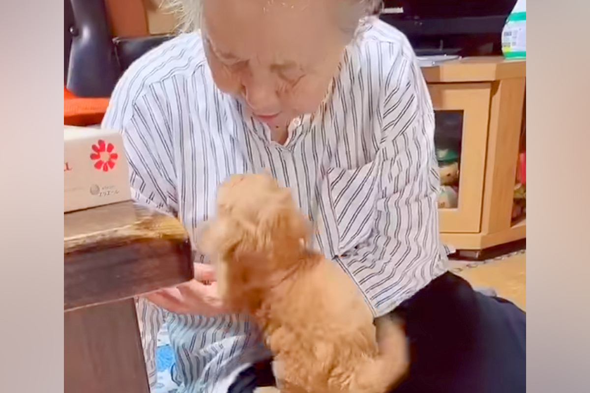 家にきて6日目の赤ちゃん犬→おばあちゃんに『あそぼ！』と甘えて…本当の孫のような『尊い光景』が34万再生「反則なコンビ」「微笑ましい」