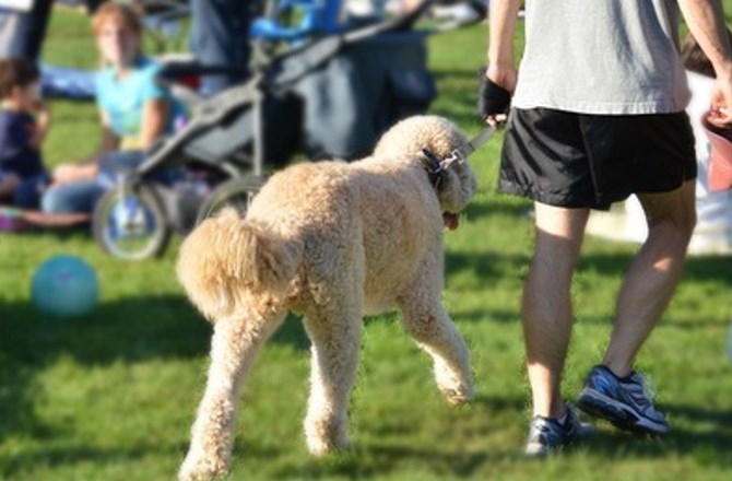 犬を飼っている人は痩せやすい？これってウソ・ホント！？