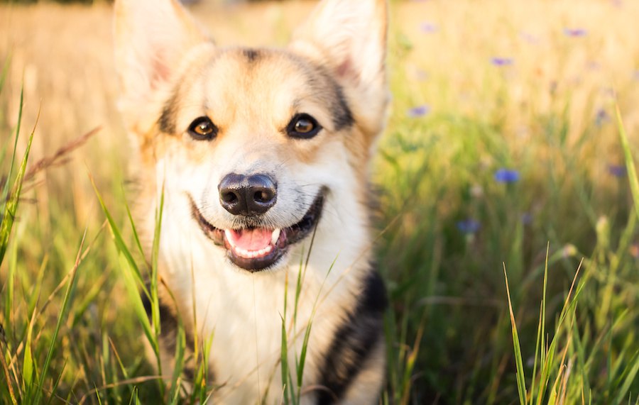 考えすぎてない？犬を飼うときは力を抜くことも大切