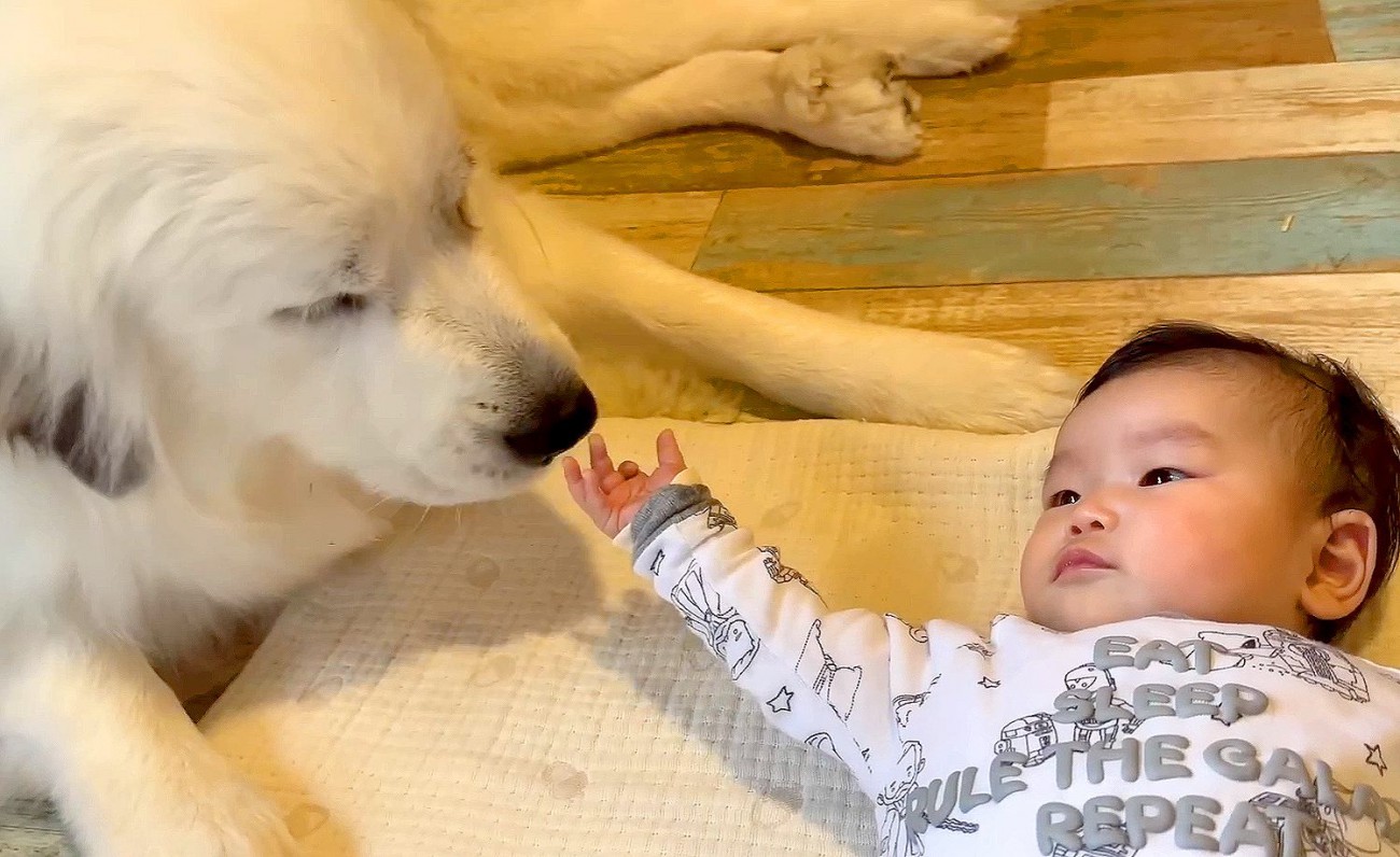 超大型犬が『赤ちゃんに初めてほっぺを触られた』結果…意外なリアクションが優しすぎると56万再生「守ってるようにしか見えない」「尊い」