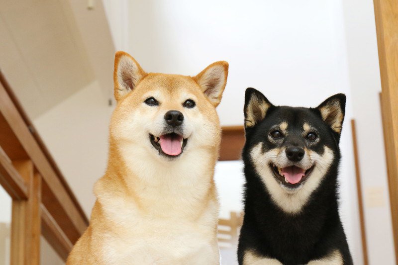 柴犬のミックス犬ってどんな特徴？人気10種の紹介と育て方・しつけ方を徹底解説