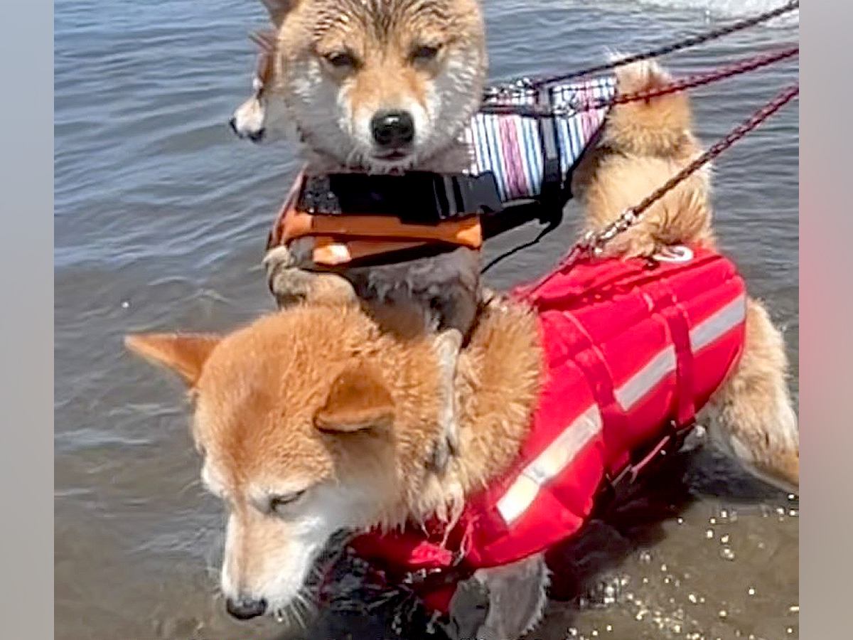 海を怖がって震える犬→姉犬が一緒に入ってくれて『もう大丈夫』と思ったら…予想外な『まさかの光景』が85万再生「人間みたいｗ」「沈めて草」