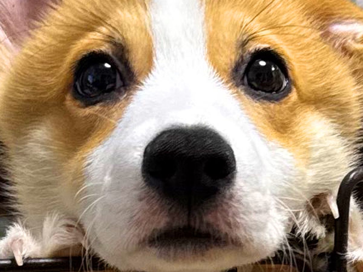 生後3ヵ月のコーギー犬→『成長で耳が立った』と思ったら…予想外の『愛おしすぎる光景』に3万いいね集まる「可愛い」「垂れ耳も最高」と絶賛