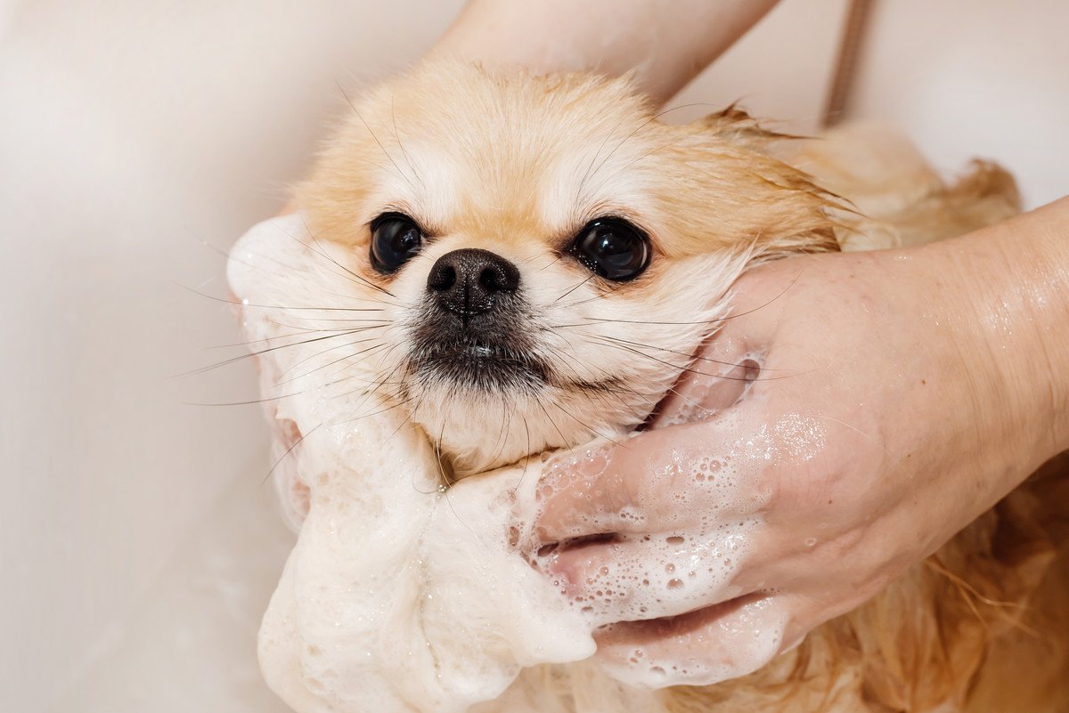 犬を"毎日お風呂"にいれるのは絶対にNG その理由と犬種や年齢によって変わる適切な頻度を解説