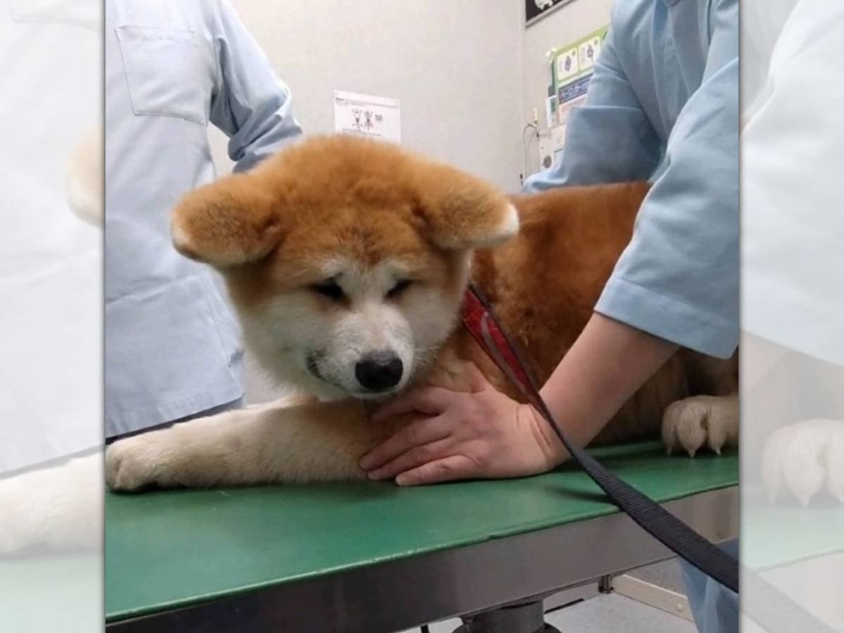 「無理！マジ注射は嫌でしゅ」お耳で気持を訴える秋田犬さんが可愛い