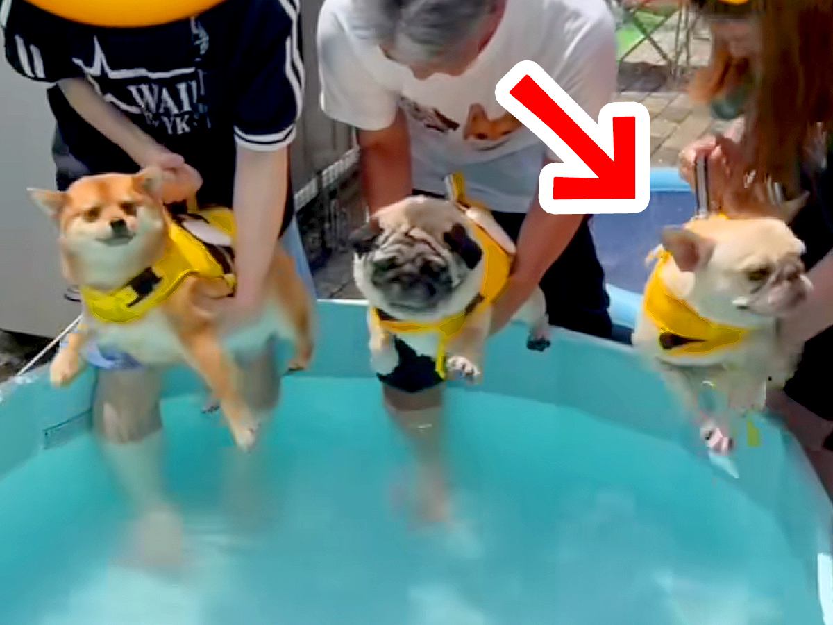 プールで３匹の犬が泳ごうとしたら、１匹が…破天荒すぎる『暴れん坊な光景』が308万再生「笑いすぎて涙でたｗ」「落ち着いてｗｗ」と反響