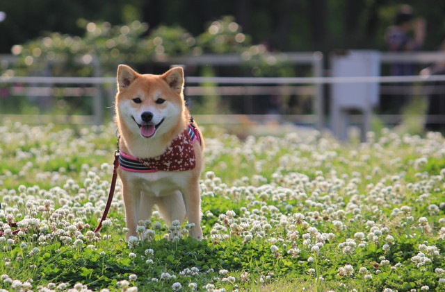 犬と公園を楽しむために守りたい５つのマナー