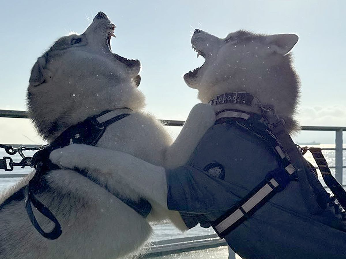 行きの船で『大喧嘩』をしていたハスキー犬の兄弟が…帰り道で見せた『まさかの光景』に4万いいね「喧嘩するほど仲が良い」「スヤァ…可愛すぎ」