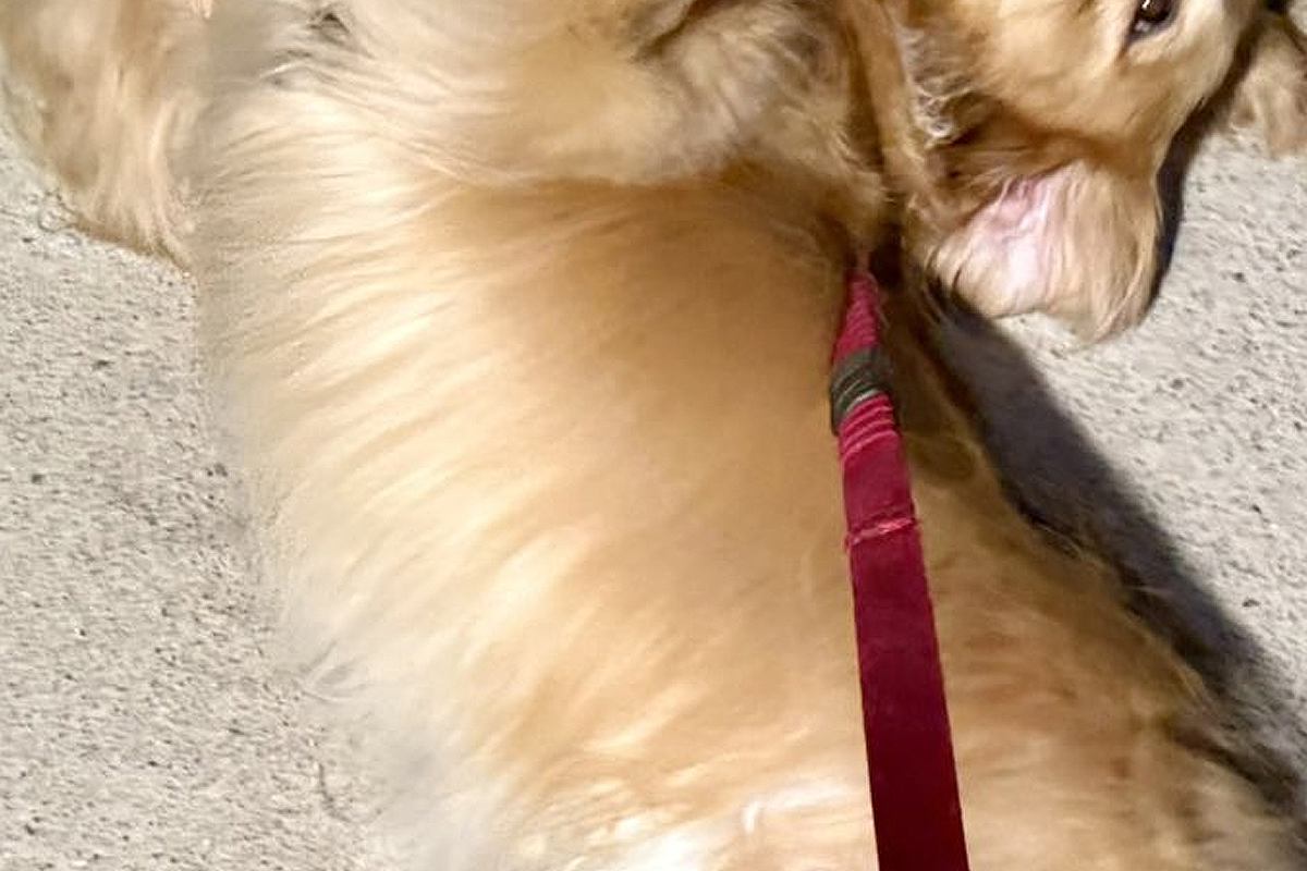 夜、大型犬の散歩中『小学生の男の子』からテンションMAXで声を掛けられ…まさかの『ファンサ』に5万いいね「喜びが伝わる」「素敵な少年」