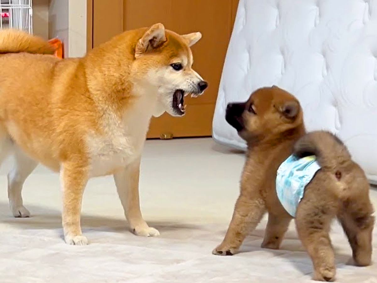 いつもは心優しい犬→なぜか『赤ちゃん犬』に吠えてしまい…初めて怒った『まさかの理由』が可愛すぎると48万再生「ほっこり」「キュンとした」