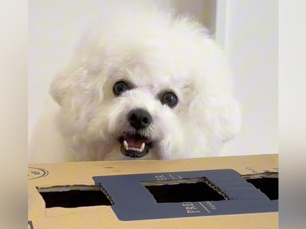 せっかく手作りしたゲームに興味がない犬…一部を『靴下』に変えてみたら→可愛すぎる検証結果が15万再生「同じゲームとは思えないｗ」と称賛
