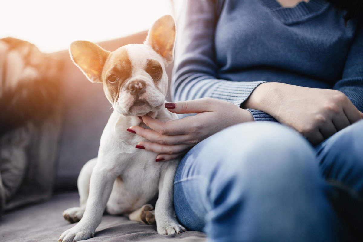 犬の飼い主が無意識にしている「間違い行動」4選！ダメな理由と改善方法