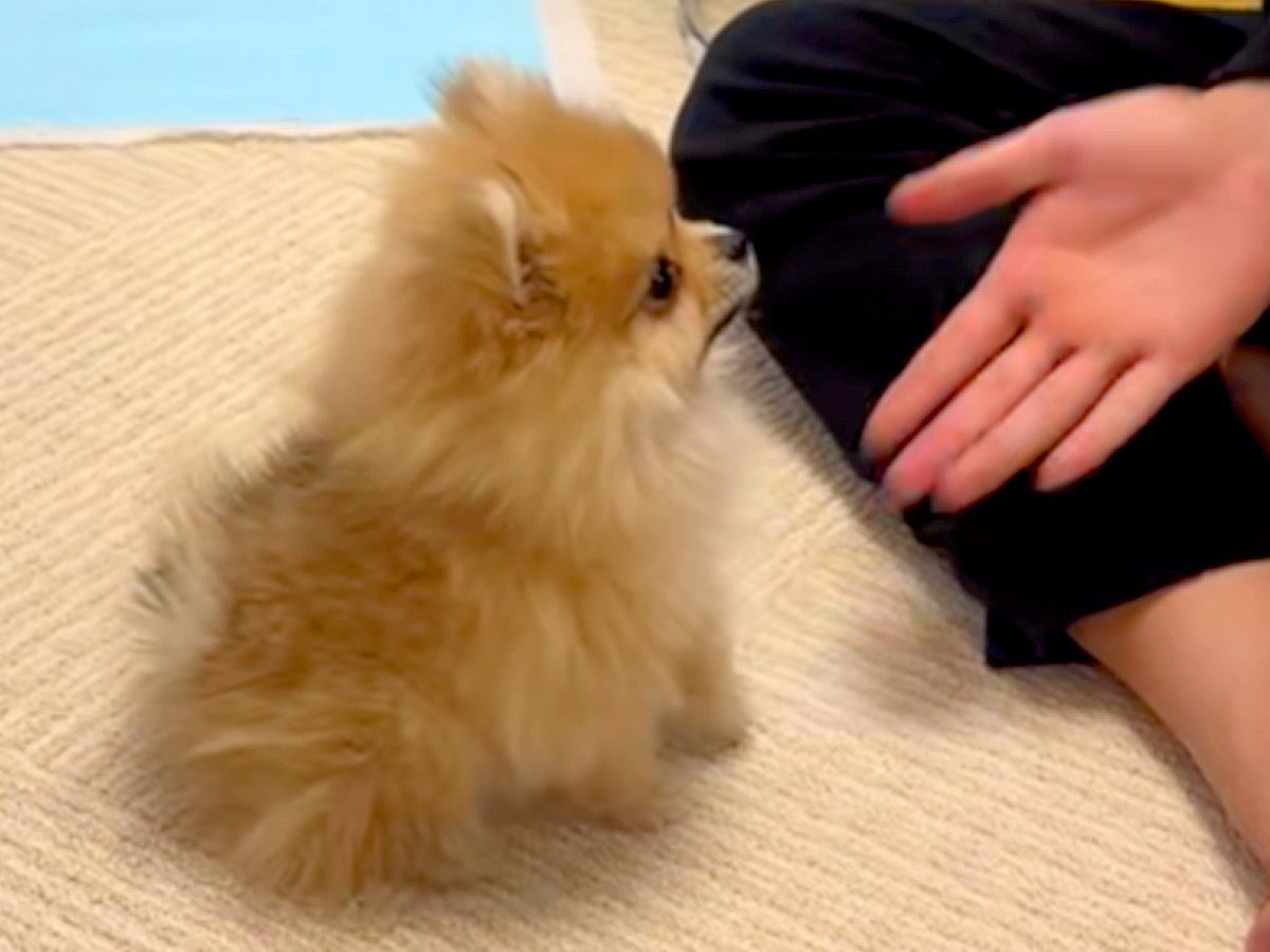 手のひらサイズの赤ちゃん犬と『フセの練習』をしていたら…破壊力が高すぎる『泣けるほど可愛い行動』が466万再生「胸が苦しい」「違う芸ｗ」