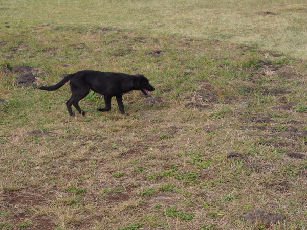 保護犬の里親になる方法・準備・注意点