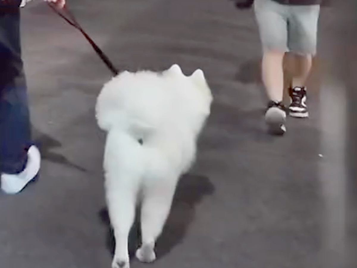 大型犬と夜の散歩中『いるはずのない飼い主がいたらどうするのか？』隠し撮りした結果…思わず笑う『まさかの反応』が231万再生の反響