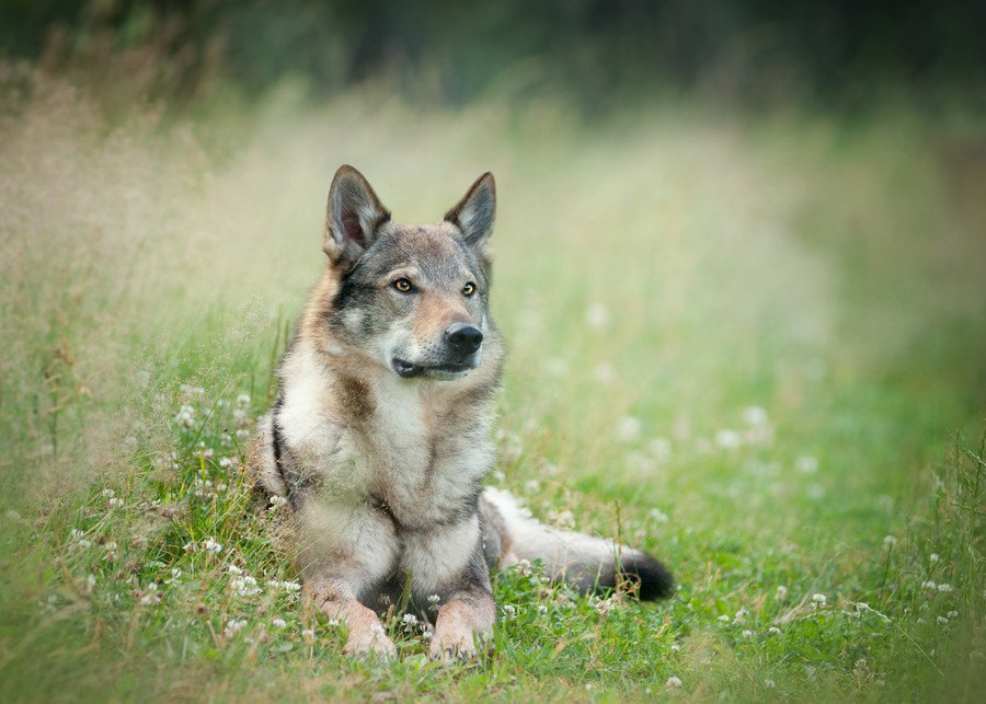 狼犬を飼ってみたい！種類と値段、性格や特徴、飼い方まで