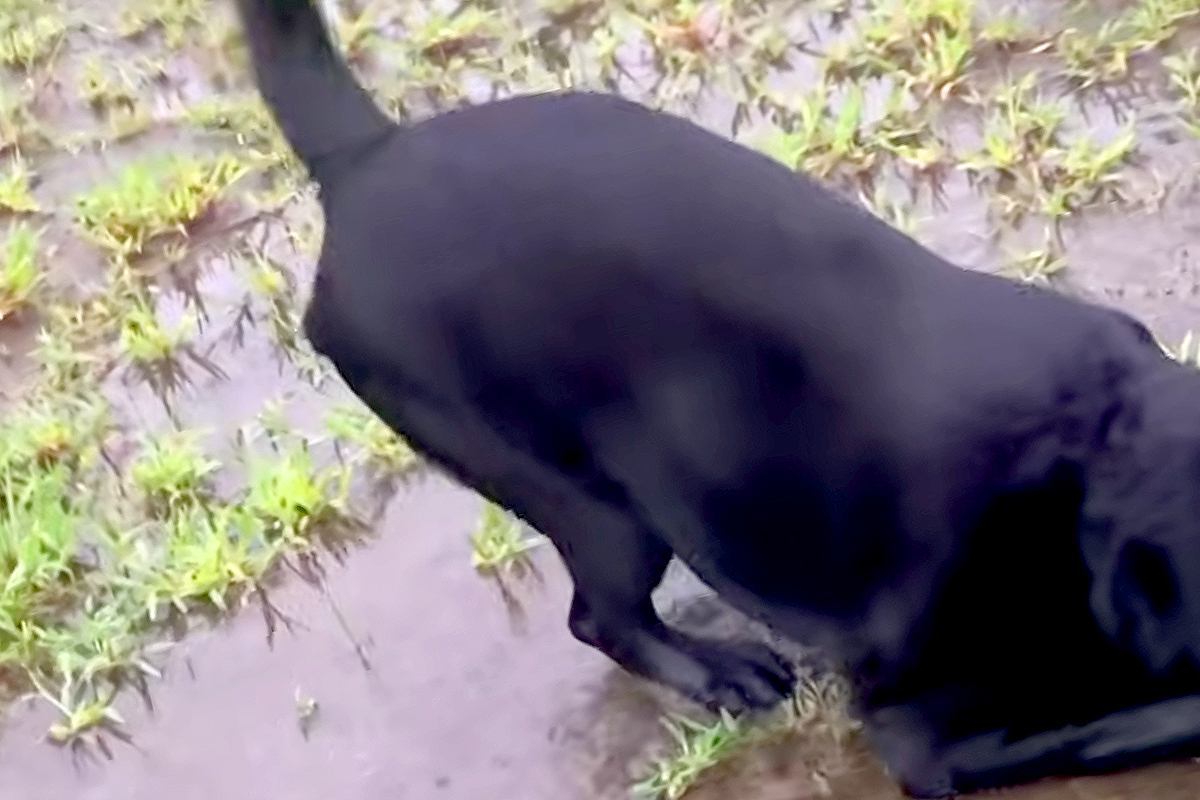 50分の散歩をしたあと『水たまり』を発見した大型犬…思わず同情する『まさかの行動』に反響「やってくれましたねｗ」「問題児っぷりが魅力」