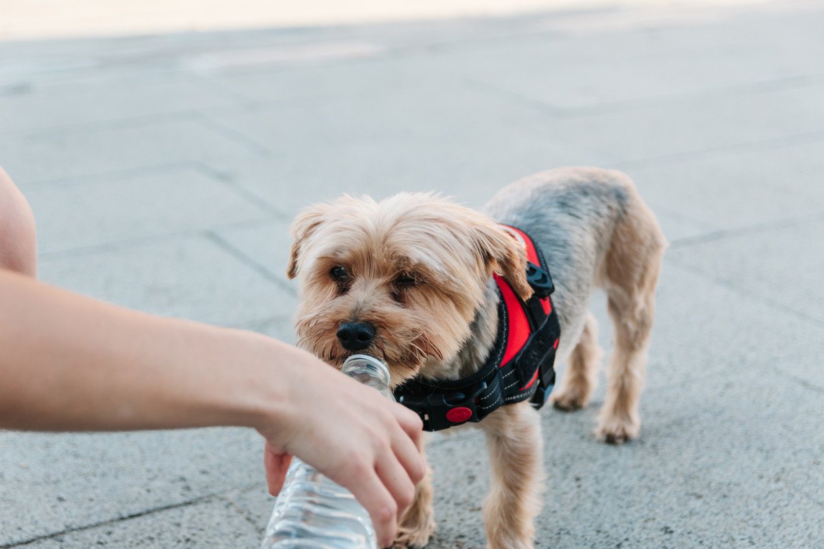 犬が炭酸飲料を飲んでしまったら…　普段から気をつけるべきことや対処法とは？