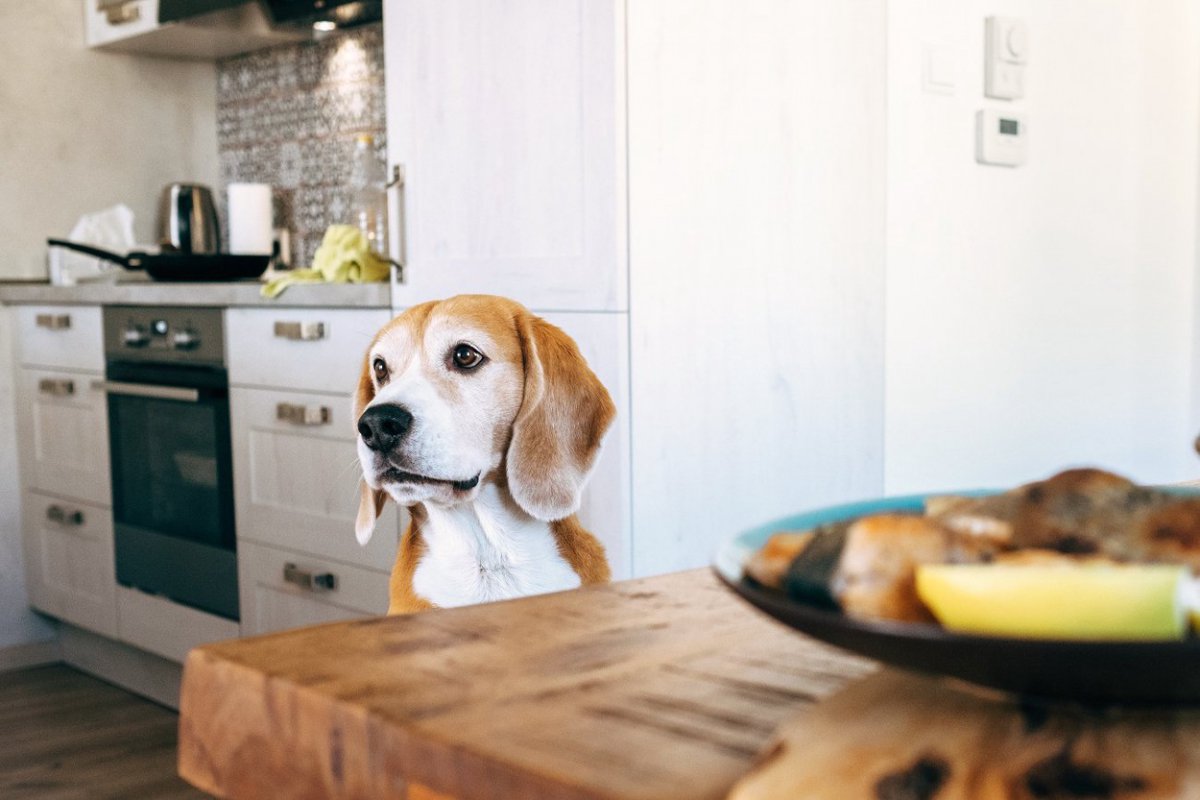 犬にタブーな『冬の食べ物』5選　絶対に与えてはいけない理由や危険な症状とは