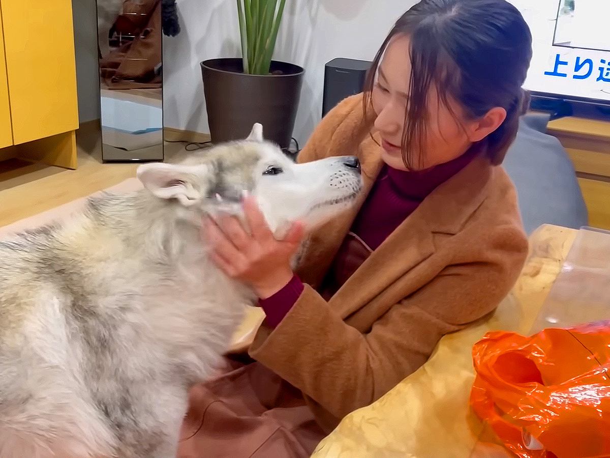 お姉ちゃんが旅行から帰ってきた結果、犬が…まさかの『適当すぎるお出迎え』が25万再生「お土産しっかり食べてて草」「眠気には勝てないｗ」