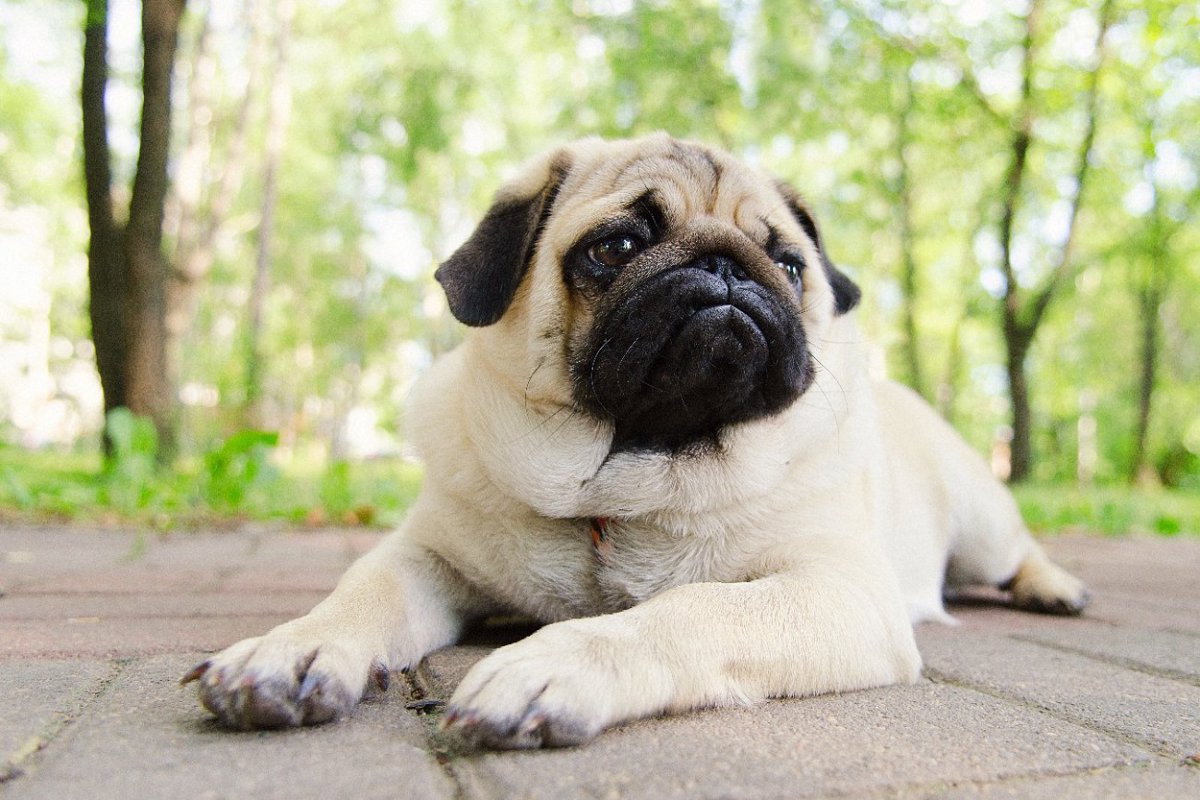 犬が『運動不足』になっているサイン４選　運動量が足りていないときに起こる悪影響とは？