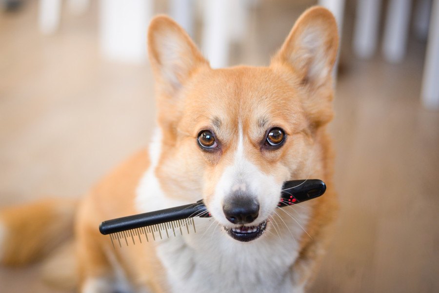 愛犬のブラシの選び方、間違ってない？正しく選ぶコツや注意点を解説