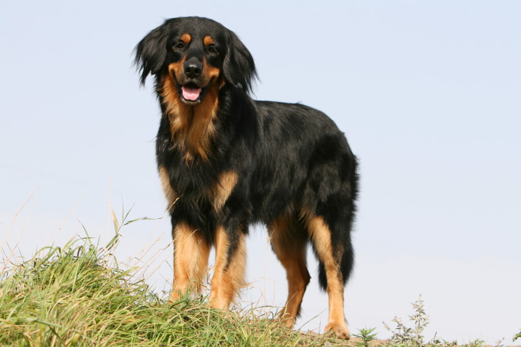 ホファヴァルト｜犬種の特徴や性格、寿命や値段の相場までについて解説